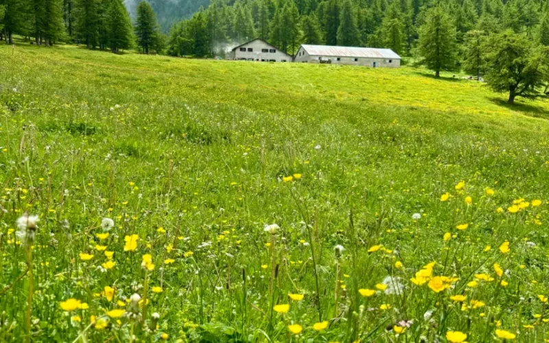 Alpe Arguel Pian del Frais escursione in Val di Susa (2)