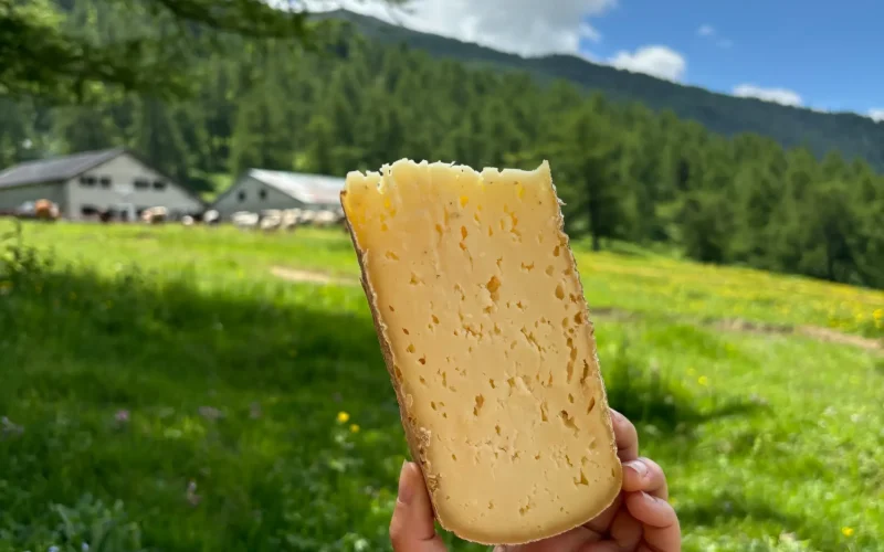 Alpe Arguel Pian del Frais escursione in Val di Susa (3)