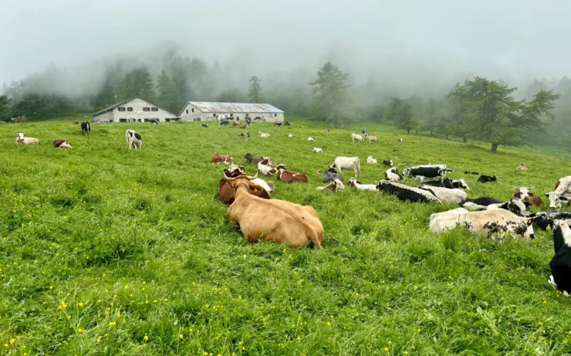 Alpe Arguel Pian del Frais escursione in Val di Susa (5)