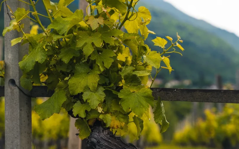 Via Francigena Chiomonte Susa Val di Susa (2)