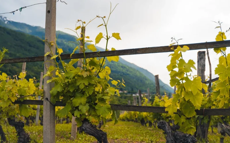 Via Francigena Chiomonte Susa Val di Susa (2)